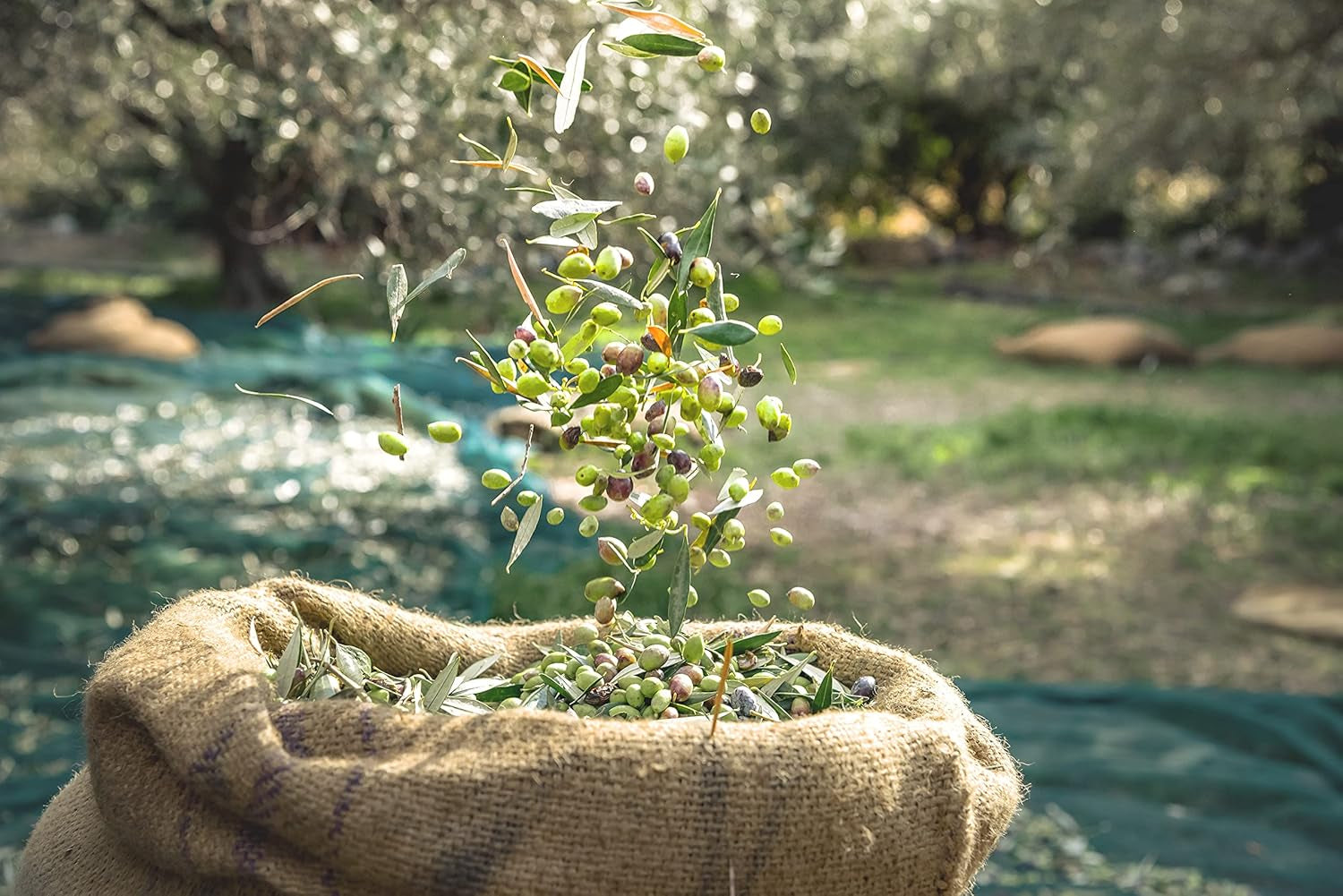 Organic Olive Oil Hand Wash 250Ml